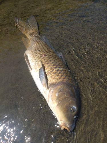 コイの釣果
