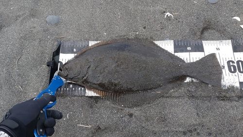 ヒラメの釣果
