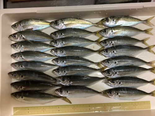 アジの釣果