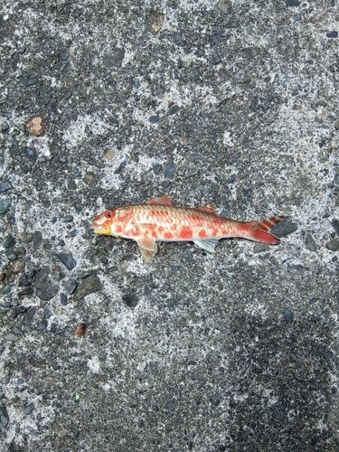 オジサンの釣果