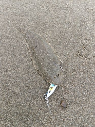 シタビラメの釣果