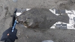 ヒラメの釣果