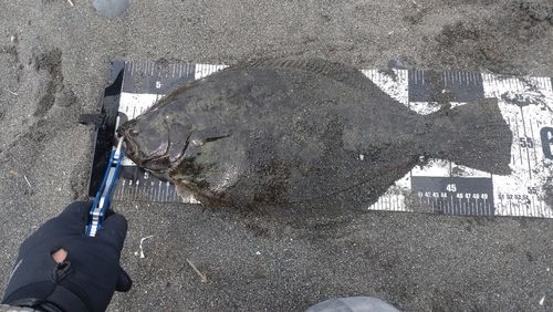 ヒラメの釣果