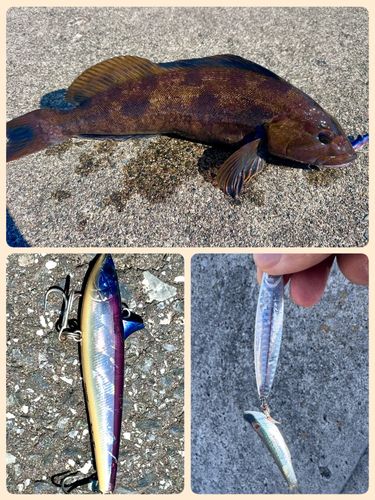 アイナメの釣果