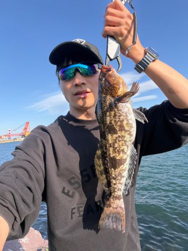 アイナメの釣果