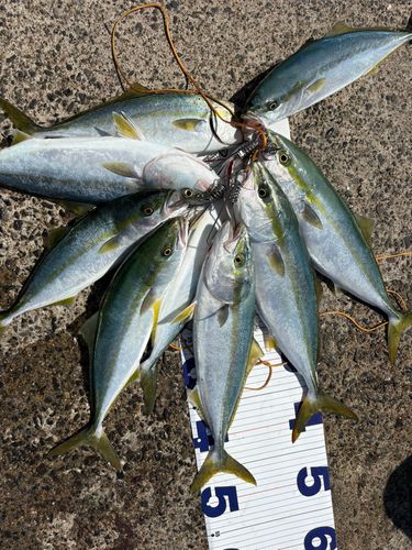 イナダの釣果