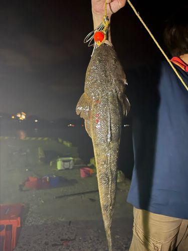マゴチの釣果