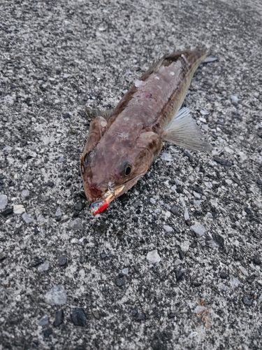 エソの釣果