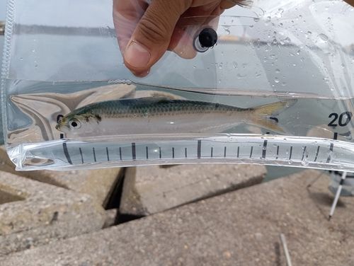 サッパの釣果