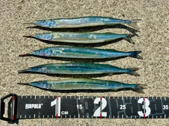 サヨリの釣果