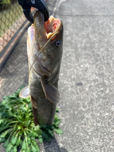ナマズの釣果