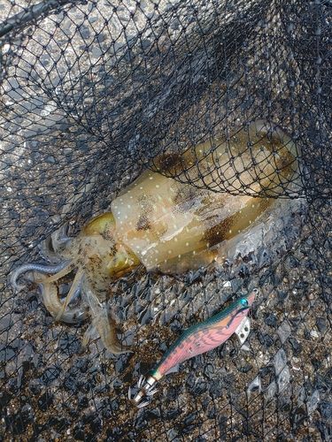 アオリイカの釣果