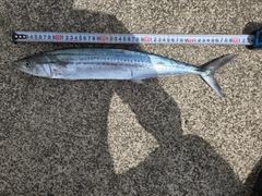 ブリの釣果