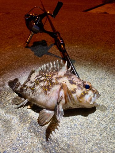 オウゴンムラソイの釣果