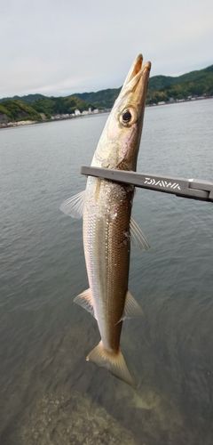 カマスの釣果