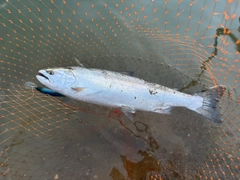サクラマスの釣果