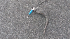カレイの釣果