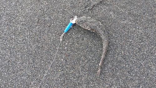 カレイの釣果