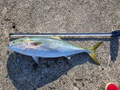 ブリの釣果
