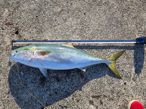 ブリの釣果