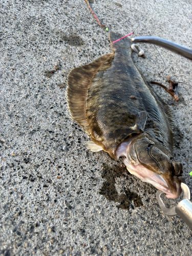 カレイの釣果