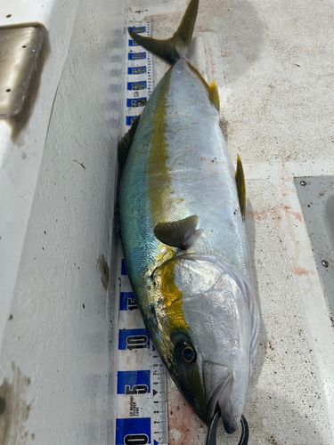 ヒラマサの釣果