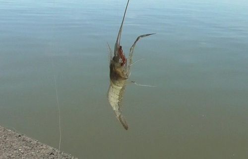 テナガエビの釣果