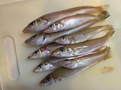 キスの釣果