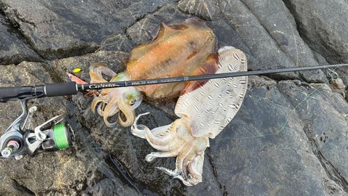 アオリイカの釣果