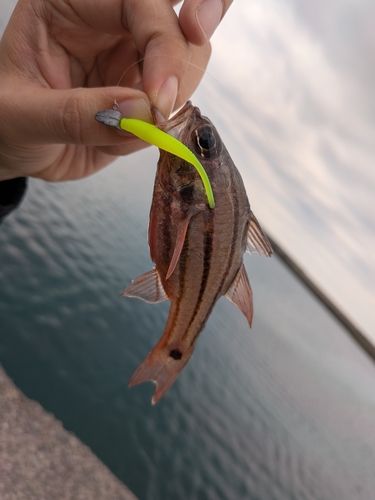キンギョの釣果
