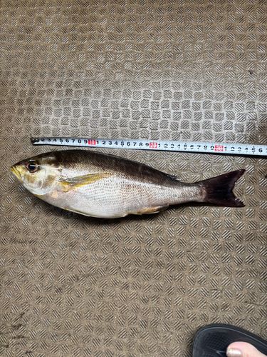 イサキの釣果