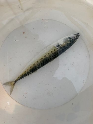 サバの釣果