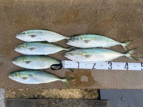 イナダの釣果