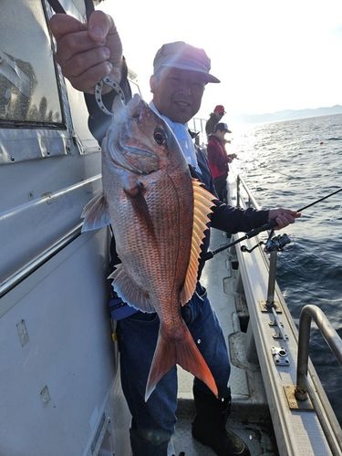 マダイの釣果