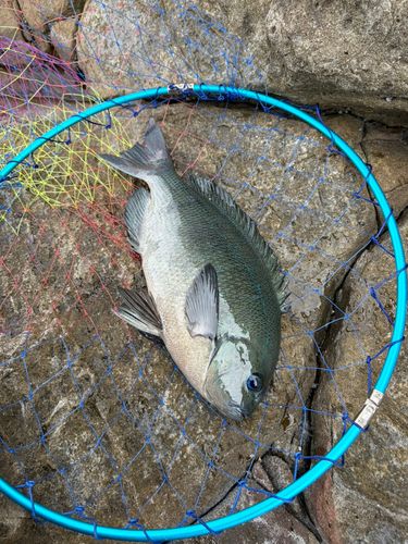 グレの釣果