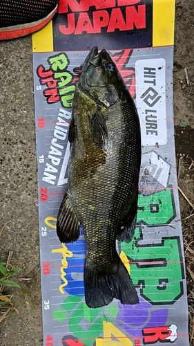 スモールマウスバスの釣果