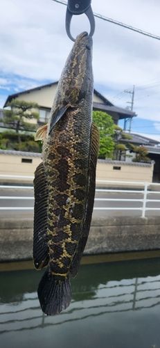 ライギョの釣果