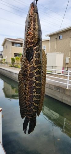 ライギョの釣果