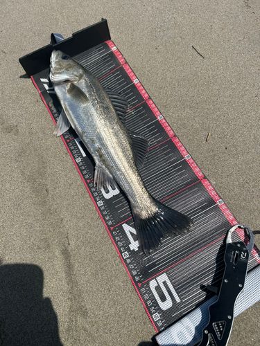 フッコ（タイリクスズキ）の釣果