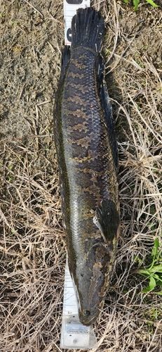 ライギョの釣果