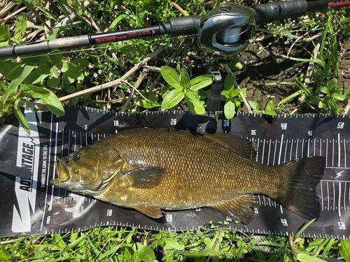 スモールマウスバスの釣果