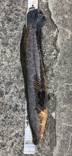 ライギョの釣果