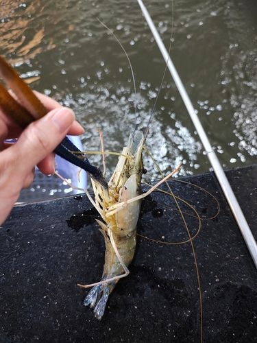 テナガエビの釣果
