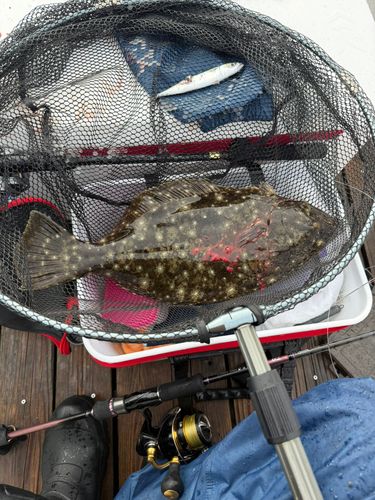 ヒラメの釣果