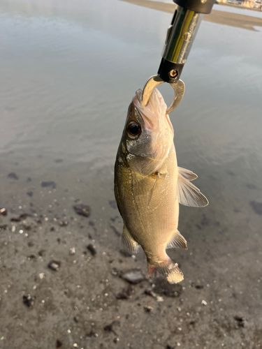 スズキの釣果