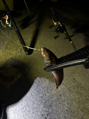 チゴダラの釣果