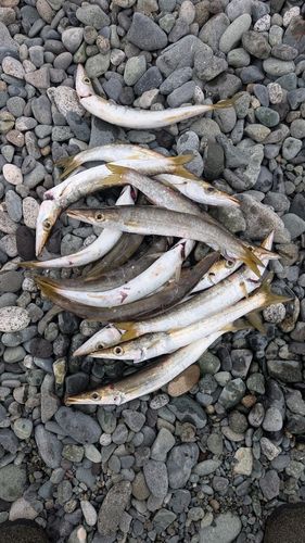 ヤマトカマスの釣果