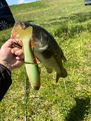 ラージマウスバスの釣果