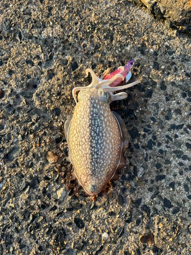 コウイカの釣果