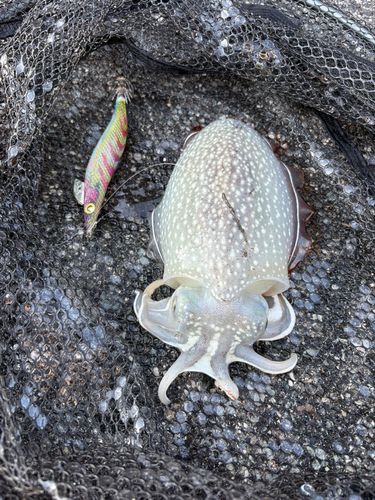 シリヤケイカの釣果
